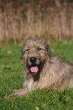 IRISH WOLFHOUND 419